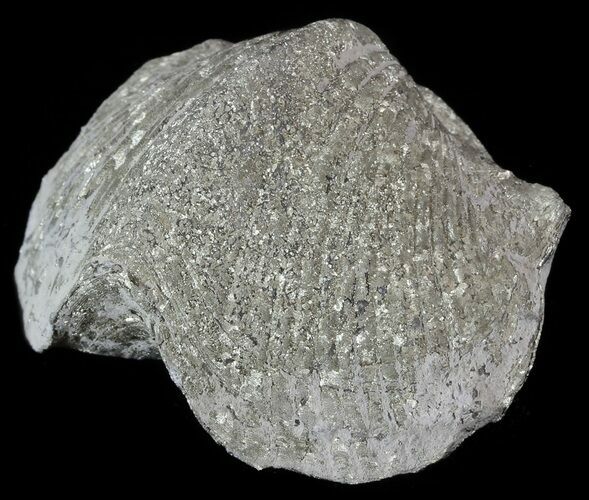 Pyrite Replaced Brachiopod (Paraspirifer) - Ohio #52700